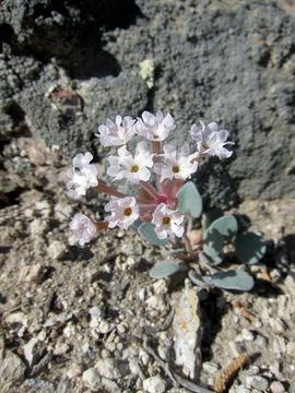 Image of dwarf sand verbena