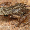 Sivun Eleutherodactylus dilatus (Davis & Dixon 1955) kuva