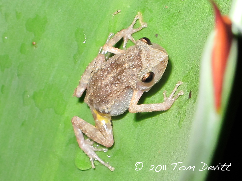 Image of Eleutherodactylus dilatus (Davis & Dixon 1955)