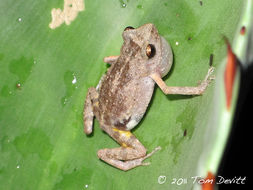 Sivun Eleutherodactylus dilatus (Davis & Dixon 1955) kuva