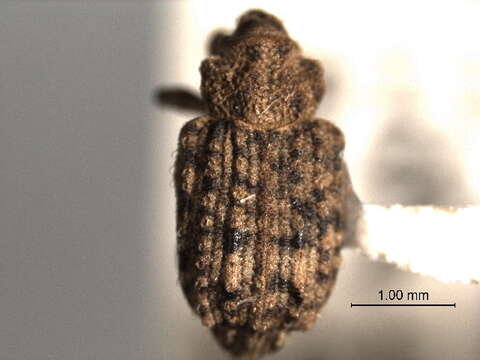 Image of Bagoinae