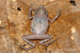 Sivun Eleutherodactylus dilatus (Davis & Dixon 1955) kuva