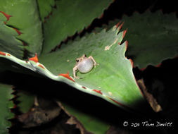 Image of Eleutherodactylus dilatus (Davis & Dixon 1955)