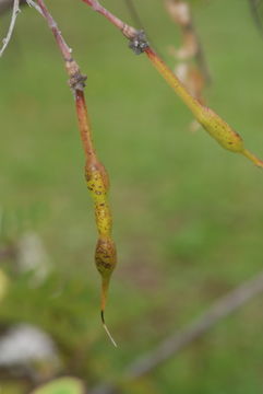 Image de Sesbania tomentosa Hook. & Arn.