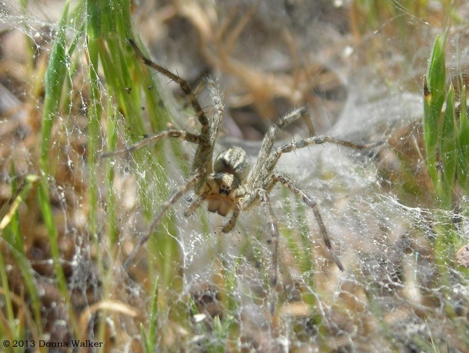 Image of Grass Spiders