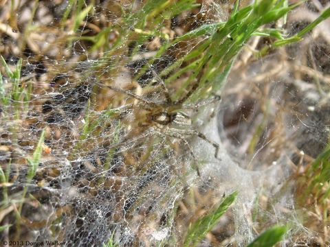 Image of Grass Spiders