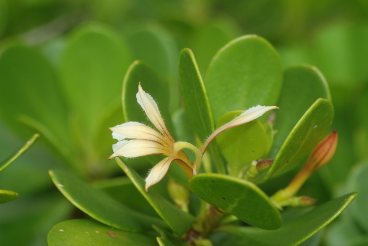 Image of dwarf naupaka