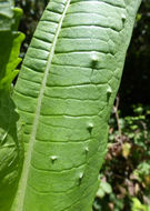 Image of teasel: Fuller's teasel; cutleaf teasel