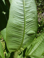 Image of teasel: Fuller's teasel; cutleaf teasel