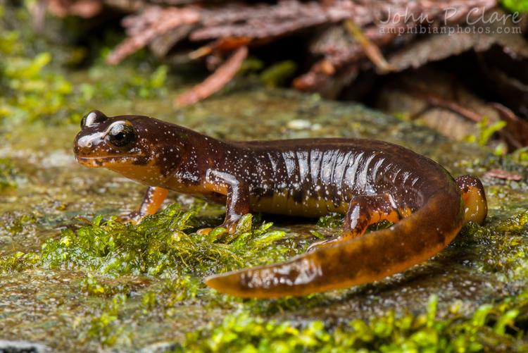 Image of Olympic Torrent Salamander