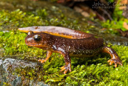 Image of Olympic Torrent Salamander