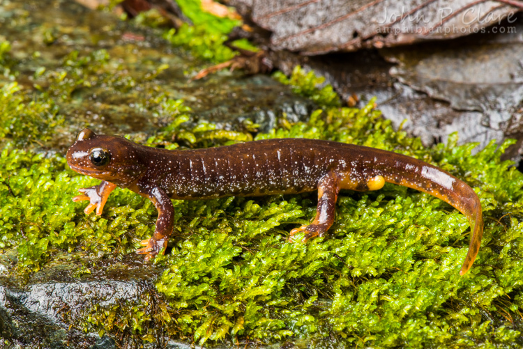 Image of Olympic Torrent Salamander