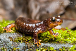 Image of Olympic Torrent Salamander