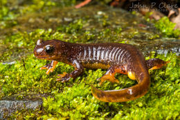 Image of Olympic Torrent Salamander