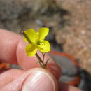 Image of Gilman's evening primrose