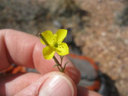 Imagem de Camissonia kernensis var. gilmanii (Munz) A. Cronquist