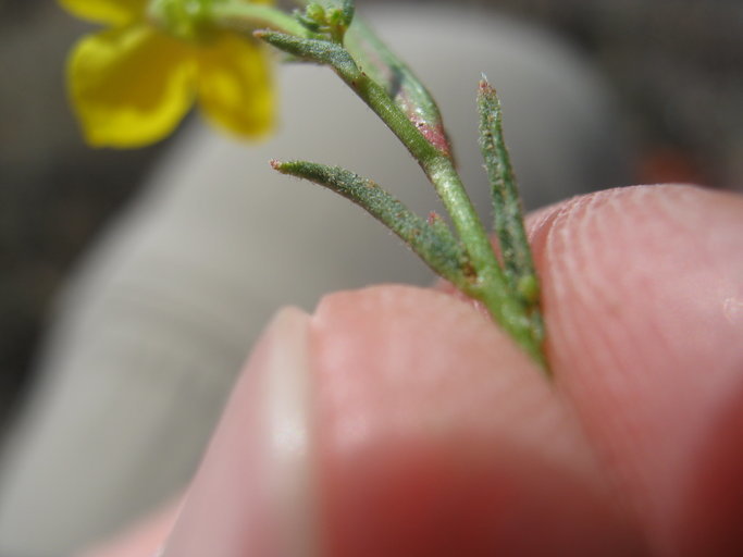 Sivun Camissonia kernensis var. gilmanii (Munz) A. Cronquist kuva