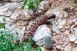 Image of Gila Monster