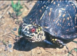 Image of Eastern box turtle