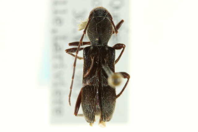 Image of Cyrtophorus