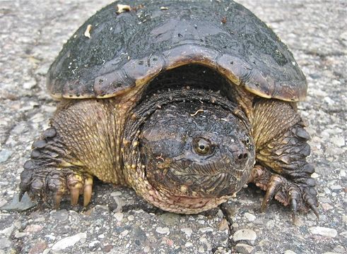 Imagem de Chelydra serpentina (Linnaeus 1758)