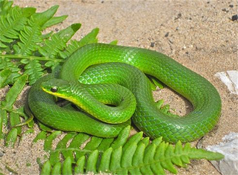 Image of Smooth Green Snake