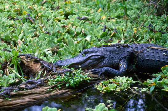 Image of American alligator