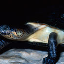 Image of West African black turtle