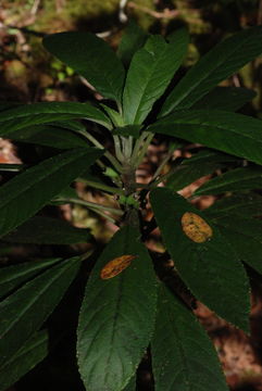 Image of Rusty-Leaf Cyanea