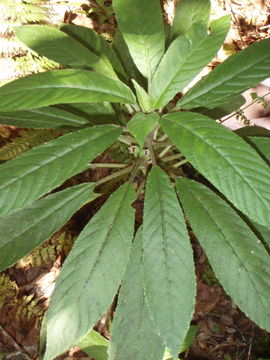 Image of Rusty-Leaf Cyanea