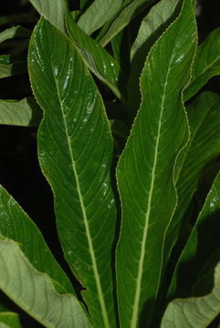 Image of Rusty-Leaf Cyanea