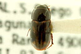 Image of Liothorax