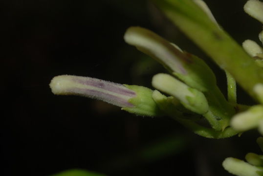 Image of Rusty-Leaf Cyanea