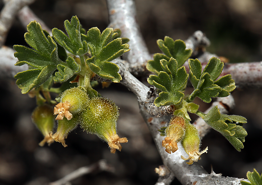 Image de Ribes velutinum Greene