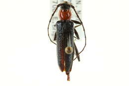 Image of Pronocera