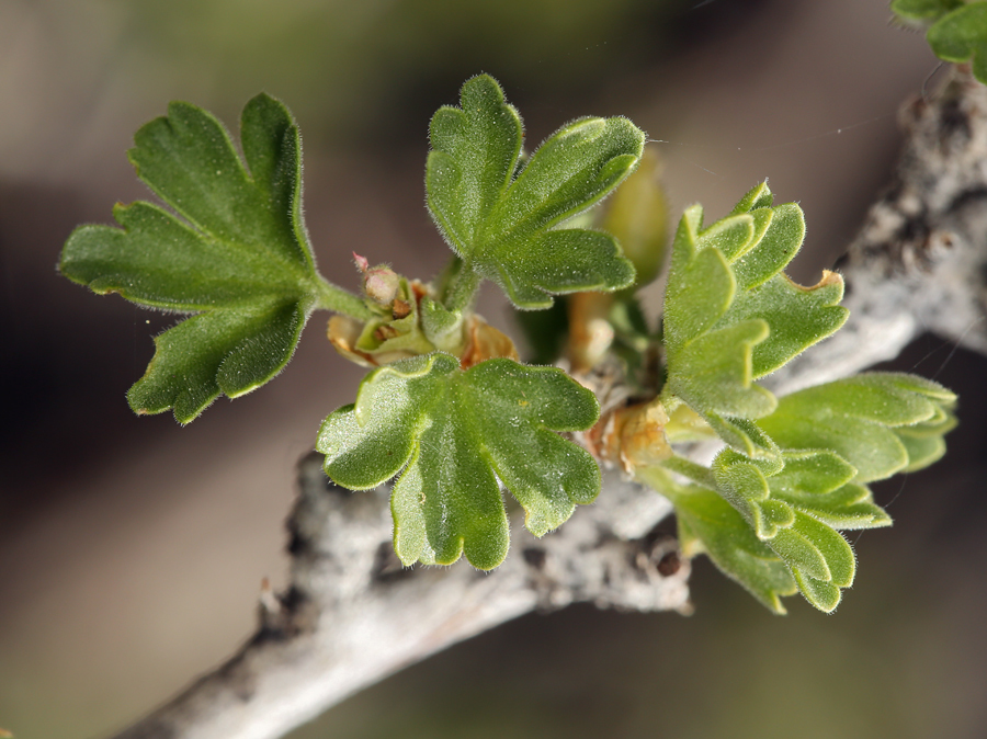 Image de Ribes velutinum Greene