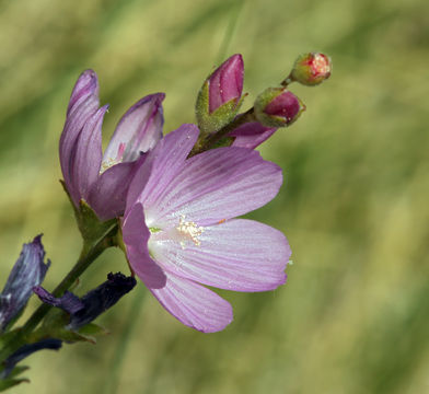 Imagem de Sidalcea covillei Greene