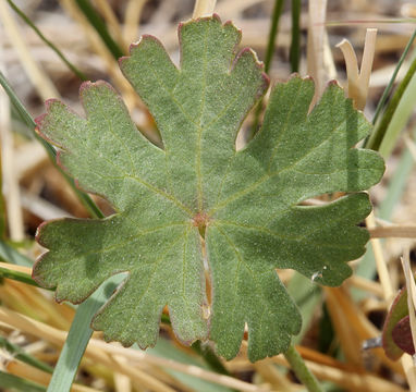 Image of Owens Valley sidalcea