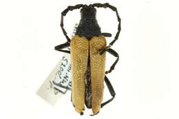 Image of Elderberry Longhorn Beetles