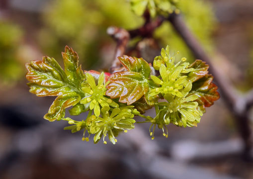 Image of Rocky Mountain maple