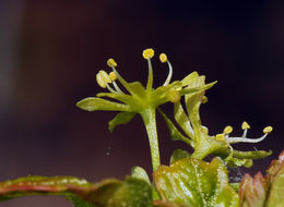 Acer glabrum var. diffusum (Greene) Smiley resmi