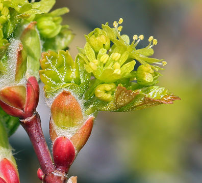 Image of Rocky Mountain maple