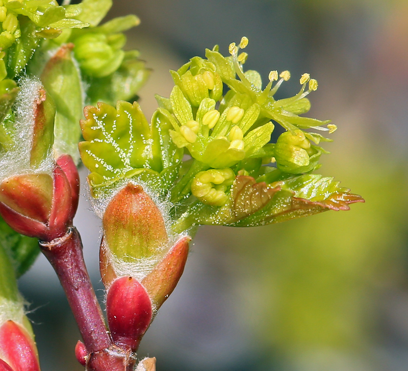 Image de Acer glabrum var. diffusum (Greene) Smiley