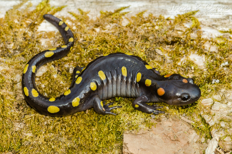 Image of Spotted Salamander