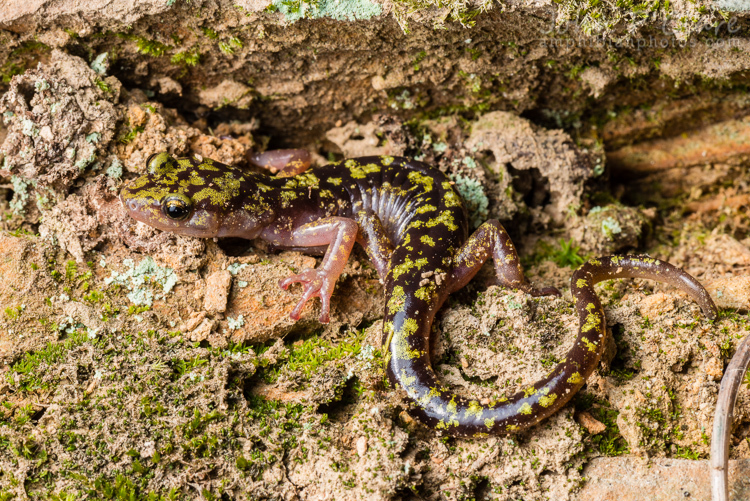 Image of Green Salamander