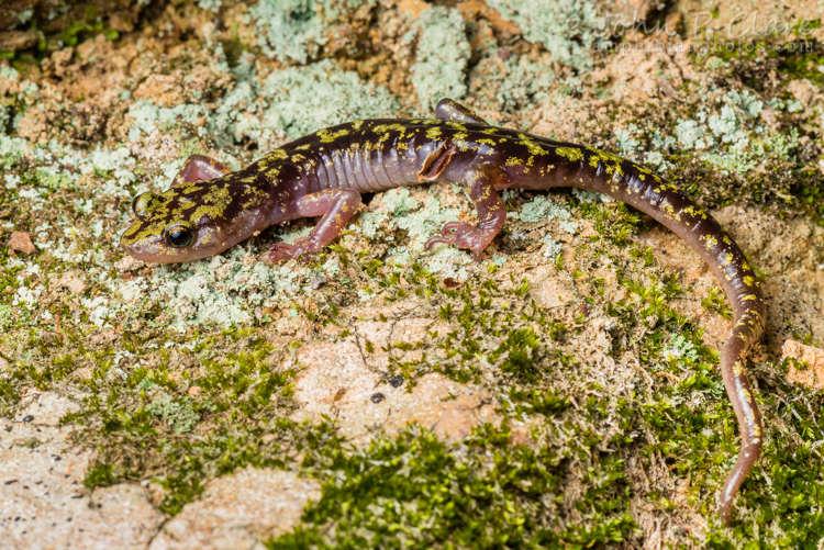 Image of Green Salamander