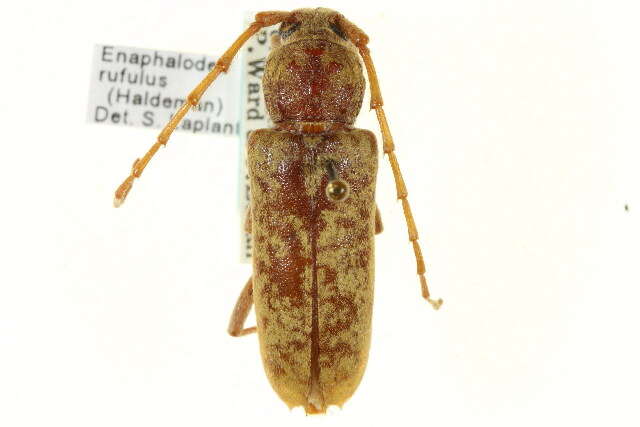 Image of Oak Borer