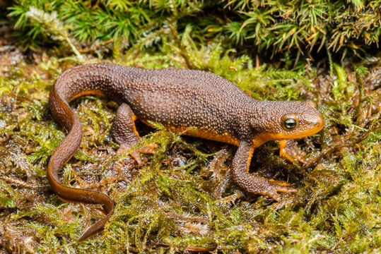 Image of Rough-skinned Newt