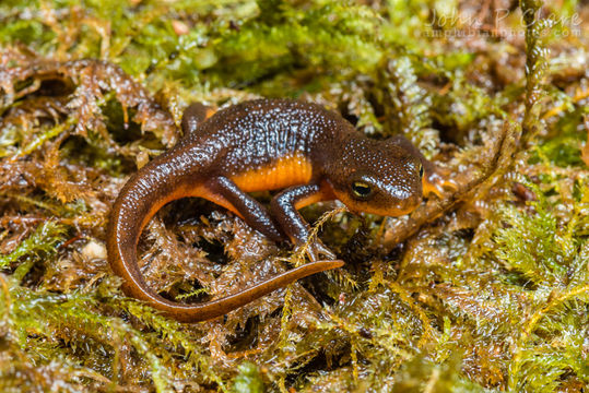 Image of Rough-skinned Newt