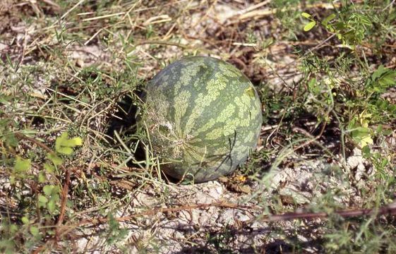 Image of watermelon